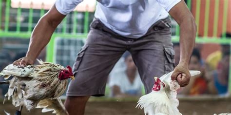 Perya Sabong: Reviving the Thrill of Traditional Cockfighting.